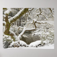Schneebedeckter japanischer Ahorn