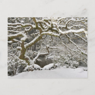 Schneebedeckter japanischer Ahorn Postkarte