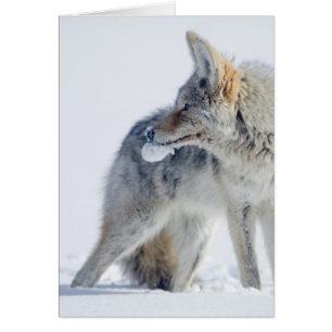 Schneebedeckter Kojote an Yellowstone Nationalpark