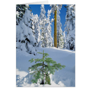 Schneebedeckter Wald in Oregon