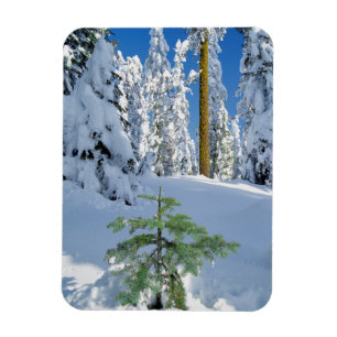 Schneebedeckter Wald in Oregon Magnet