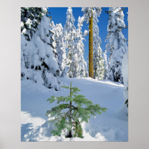 Schneebedeckter Wald in Oregon Poster