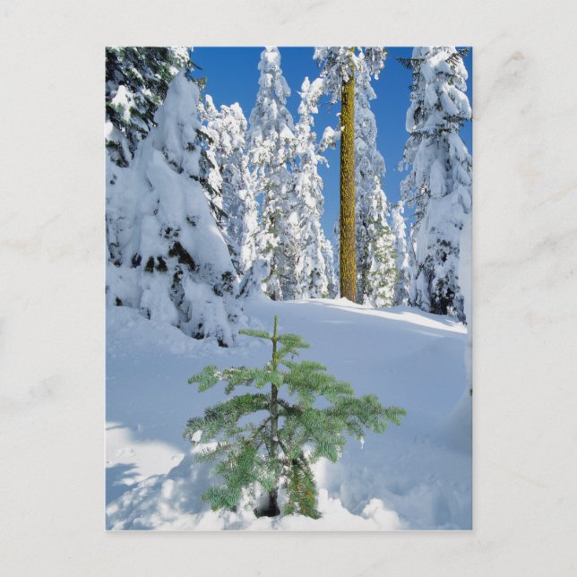Schneebedeckter Wald in Oregon Postkarte (Vorderseite)