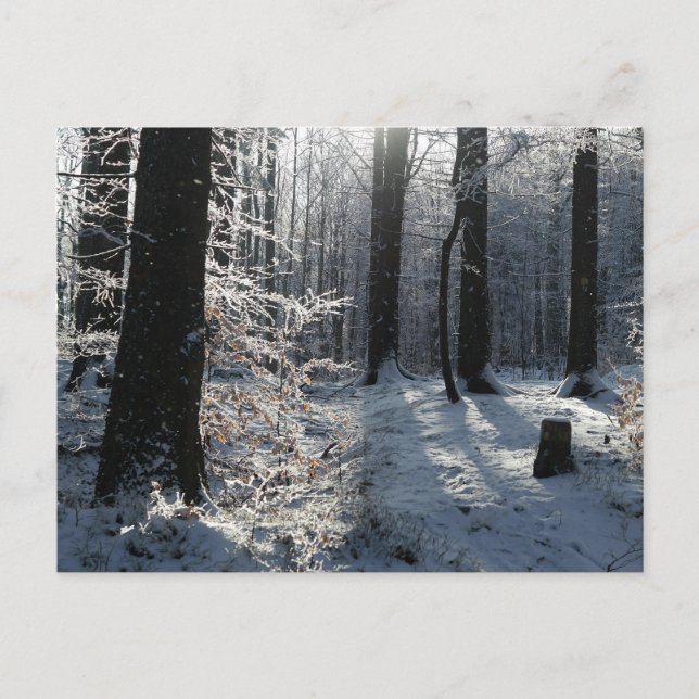 Schneebedeckter Winterwaldweg Postkarte (Vorderseite)