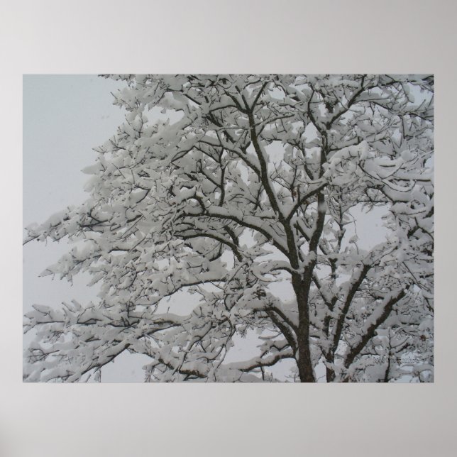 Schneebedecktes Eichenbaumposter Poster (Vorne)