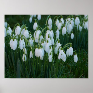 Schneeberger Poster