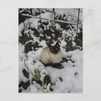 Schneebilder, Schneekatze Postkarte