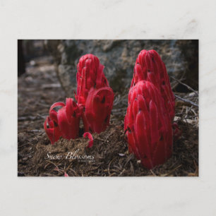 Schneeblocken-Foto Postkarte