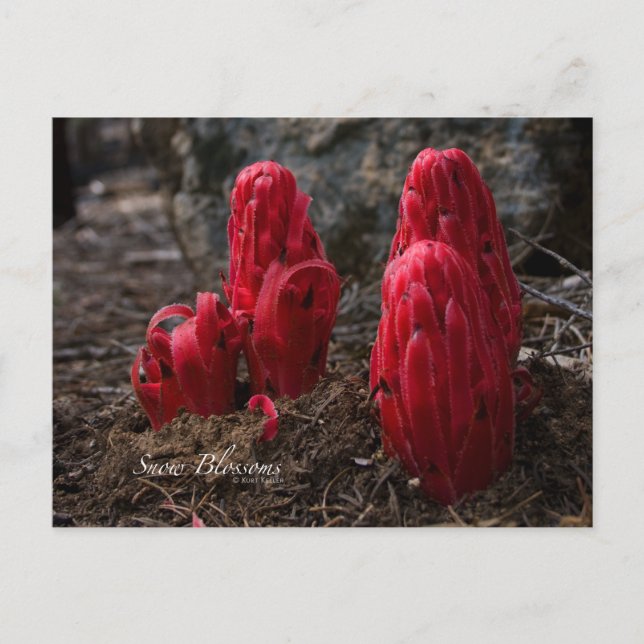 Schneeblocken-Foto Postkarte (Vorderseite)