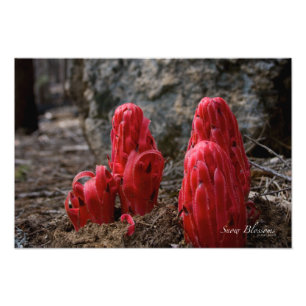 Schneeblocken Fotodruck
