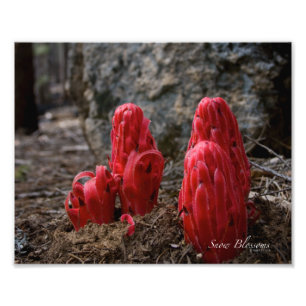 Schneeblocken Fotodruck