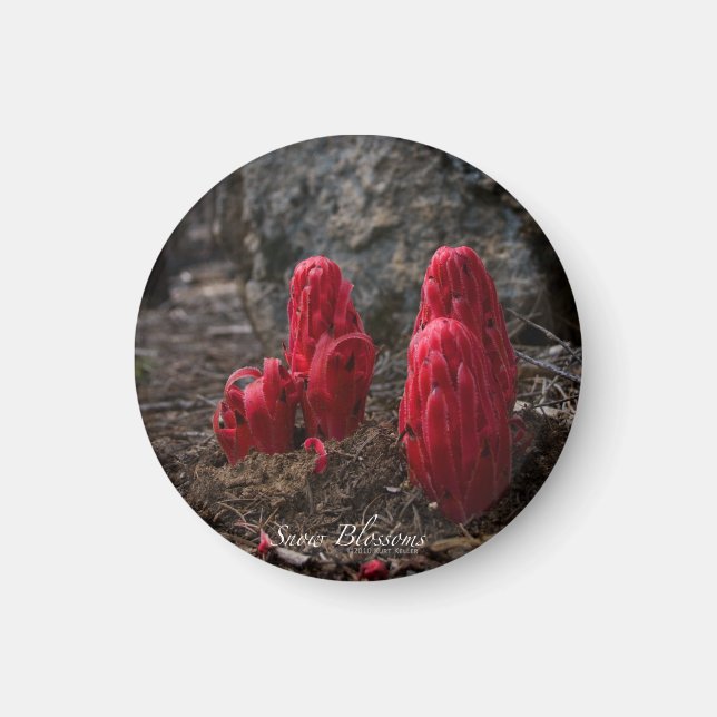 Schneeblocken Magnet (Vorne)