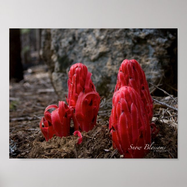 Schneeblocken Poster (Vorne)