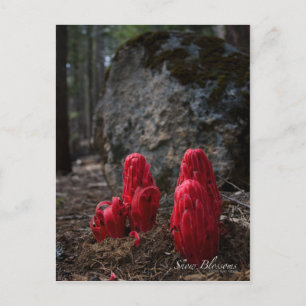 Schneeblocken Postkarte