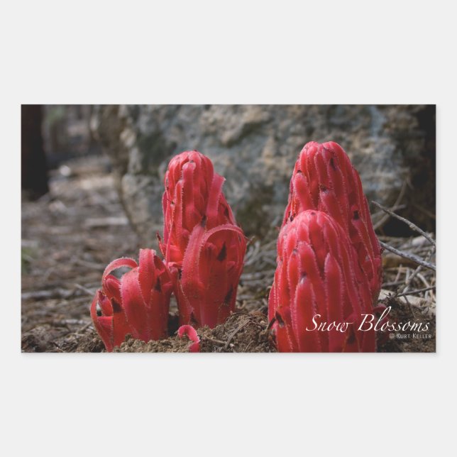 Schneeblocken Rechteckiger Aufkleber (Vorderseite)