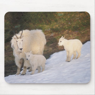 Schneeböcke Mousepad