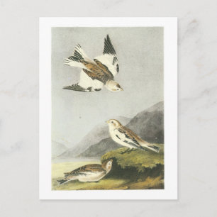 Schneebräunung durch Audubon Postkarte