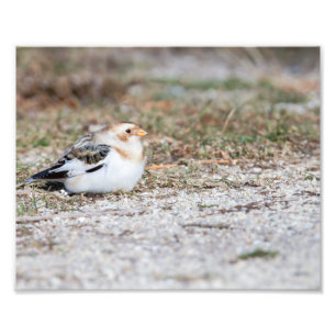 Schneebräunungsfotografie Fotodruck