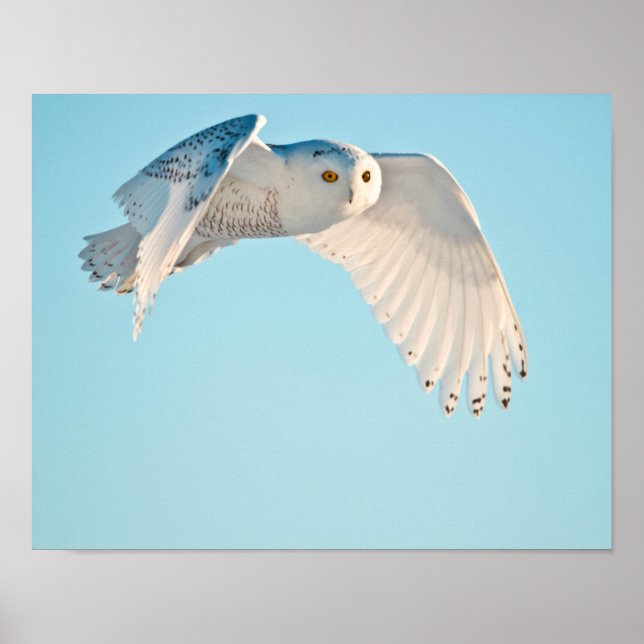 Schneedecke Poster (Vorne)