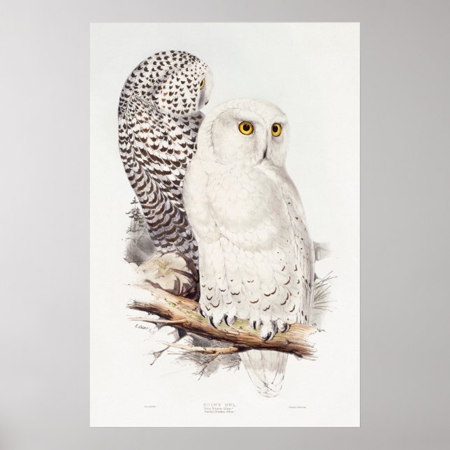 Schneeeule (1832–1837)  poster (Vorne)