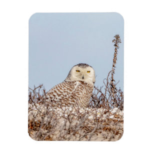 Schneeeule am Strand Magnet