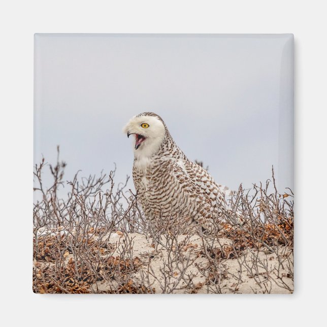 Schneeeule am Strand Magnet (Vorne)