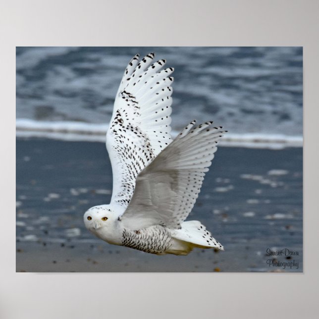 Schneeeule am Strand  Poster (Vorne)