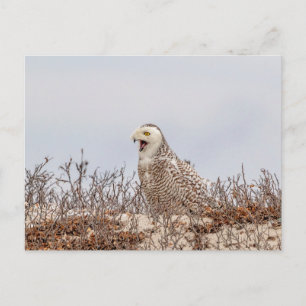 Schneeeule am Strand Postkarte