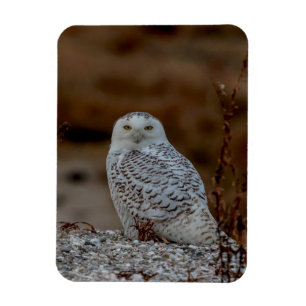 Schneeeule auf einem Felsen Magnet