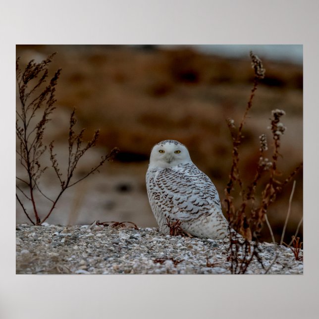 Schneeeule auf einem Felsen Poster (Vorne)