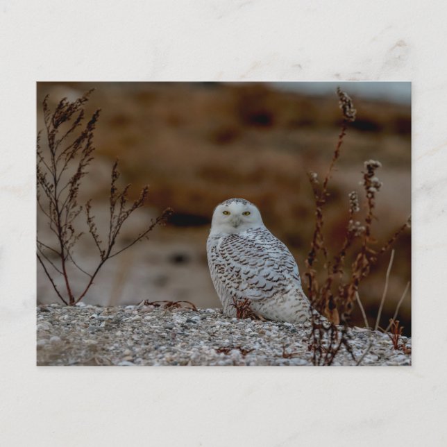 Schneeeule auf einem Felsen Postkarte (Vorderseite)