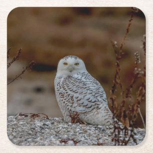 Schneeeule auf einem Felsen Rechteckiger Pappuntersetzer