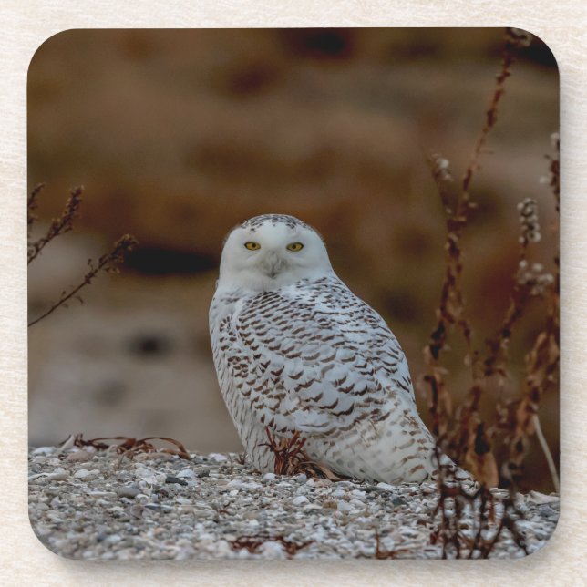 Schneeeule auf einem Felsen Untersetzer (Vorderseite)