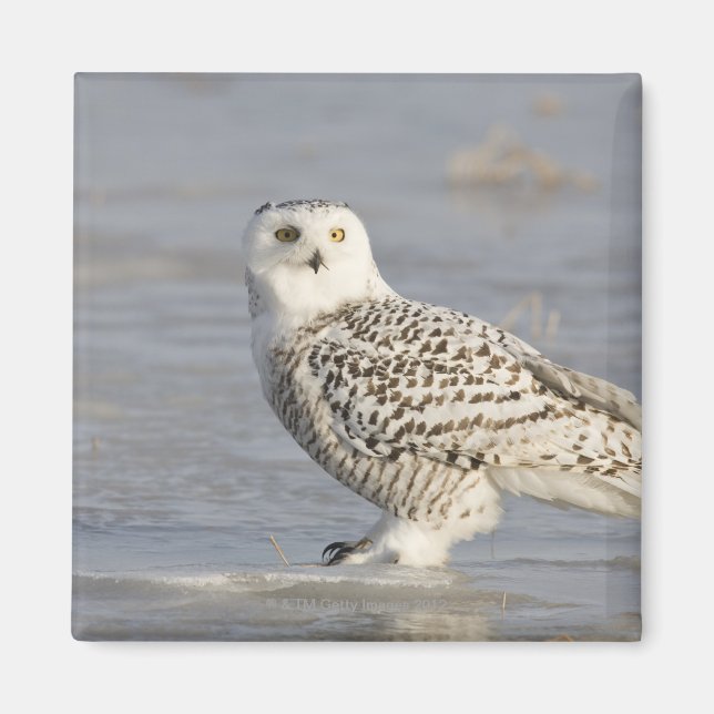 Schneeeule auf Eis stehend, Schwanz einer Maus Magnet (Vorne)