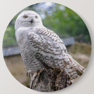 Schneeeule Button