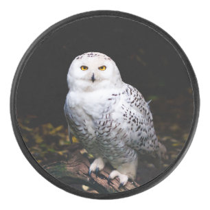 Schneeeule Eishockey Puck