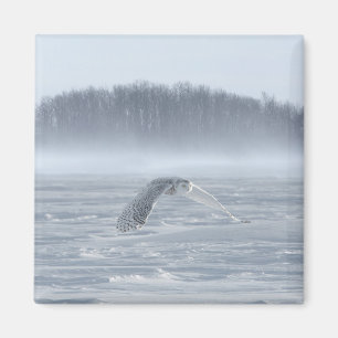 Schneeeule fliegt im Winter Magnet