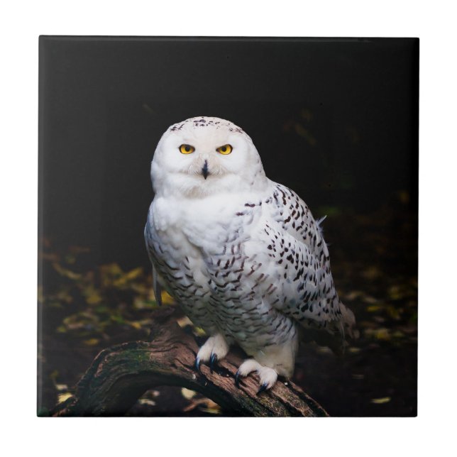 Schneeeule Fliese (Vorderseite)