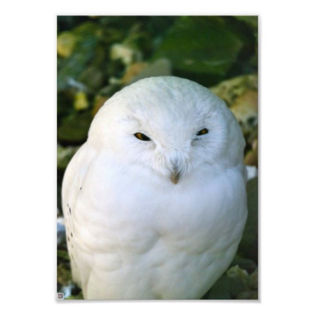 Schneeeule Fotodruck (Vorne)