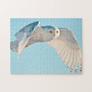 Schneeeule im Flug