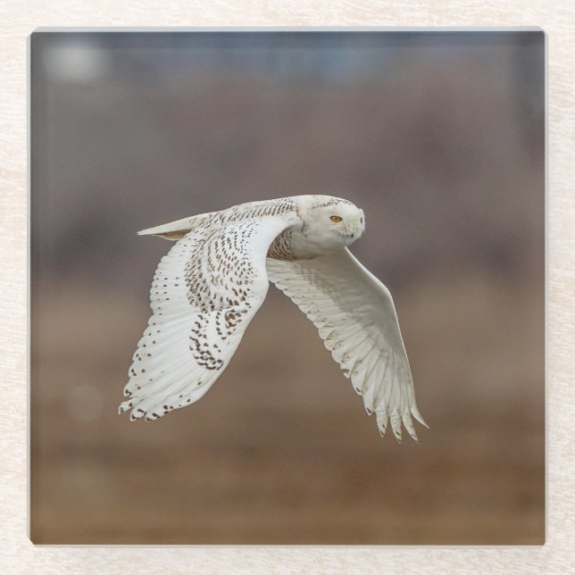Schneeeule im Flug Glasuntersetzer (Vorderseite)