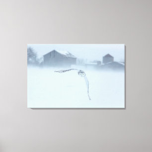 Schneeeule im Flug im Winter Leinwanddruck