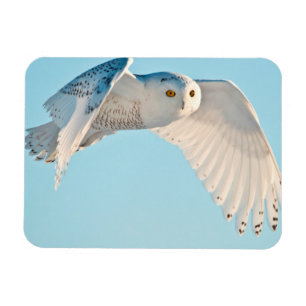 Schneeeule im Flug Magnet