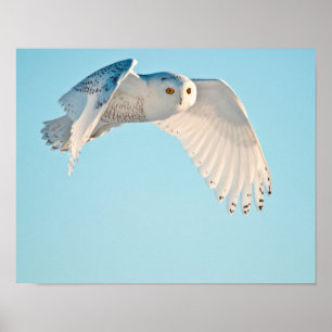 Schneeeule im Flug Poster