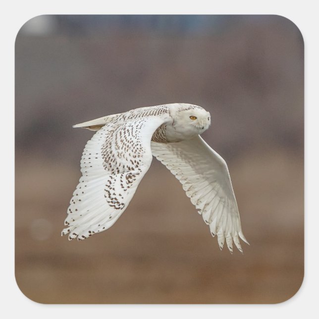 Schneeeule im Flug Quadratischer Aufkleber (Vorderseite)