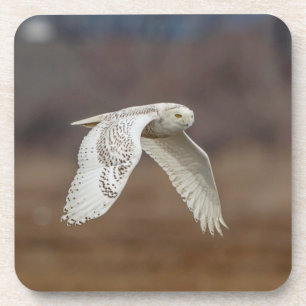 Schneeeule im Flug Untersetzer