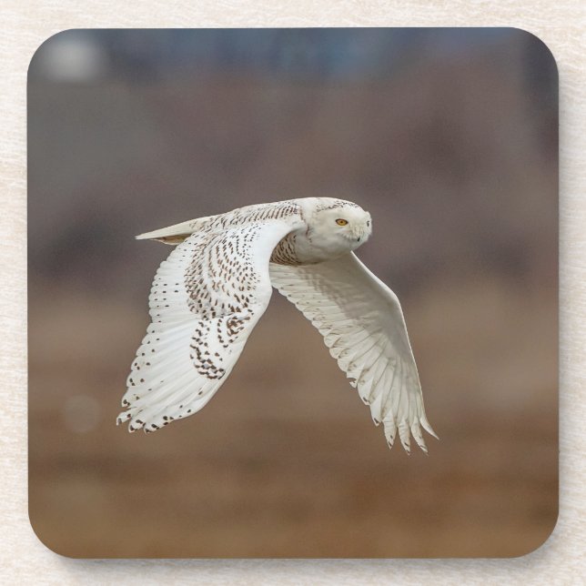 Schneeeule im Flug Untersetzer (Vorderseite)