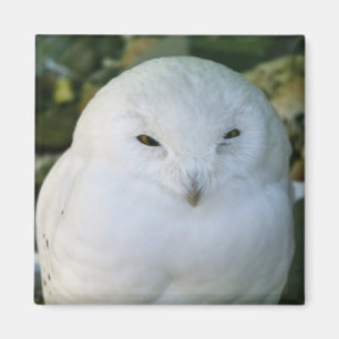 Schneeeule Magnet