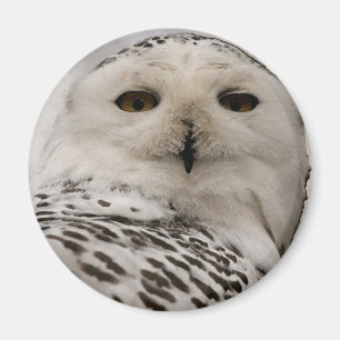 Schneeeule Magnet