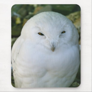 Schneeeule Mousepad